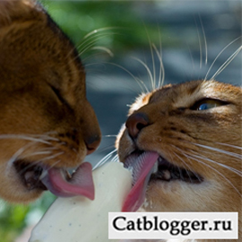 Коты и сладкий вкус