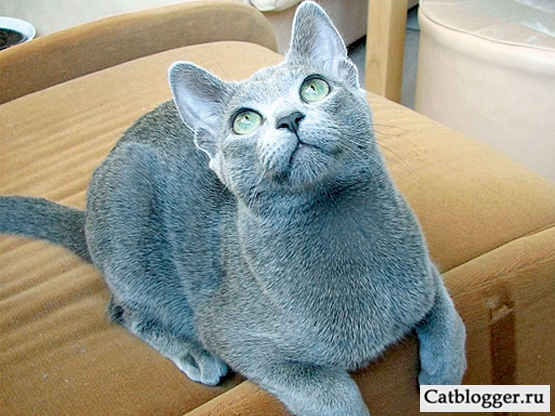 фото русской голубой кошки