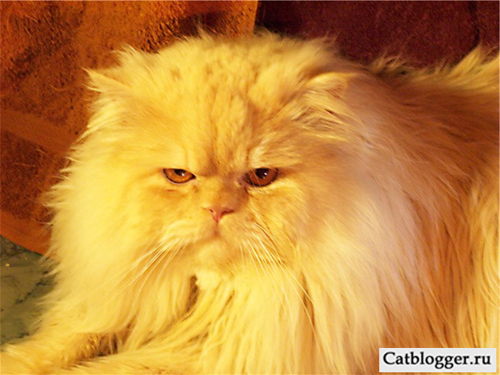 фото персидской кошки